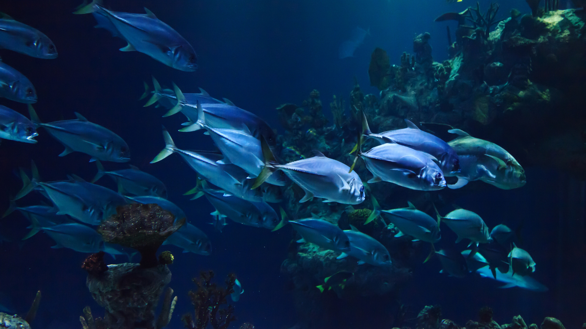 pesca sostenibile
