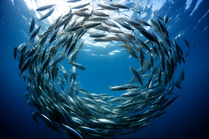 immagine tonni in acqua